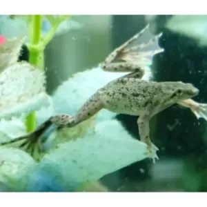 buy African dwarf frog