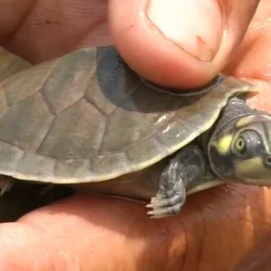 buy Amazon Yellow Spotted River Turtle