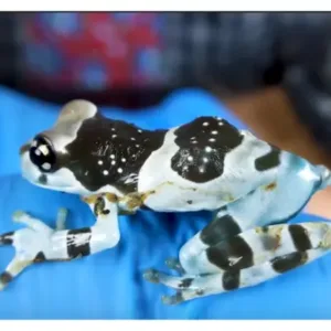 Amazon_milk_frog_for_sale