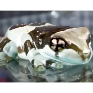 Amazon_milk_frogs_for_sale