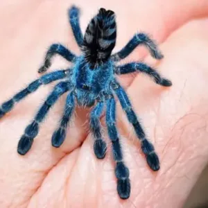 buy Antilles pinktoe tarantula