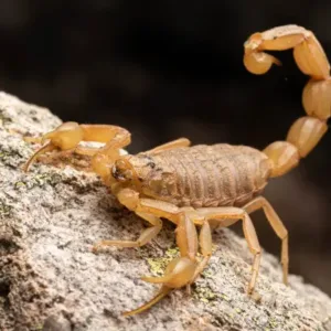 Arizona bark scorpion pet