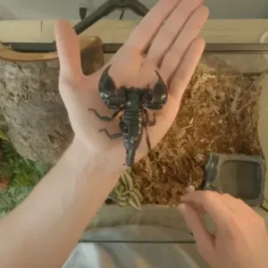 buy Asian Forest Scorpion