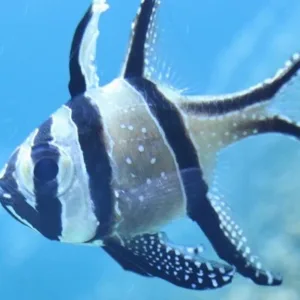 buy Banggai Cardinalfish