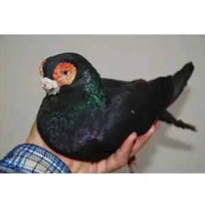 Barb_pigeons_for_sale