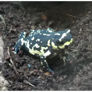 Bumble_bee_toad_for_sale