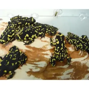 Bumble_bee_toads_for_sale