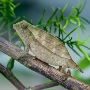 Buy pygmy chameleon