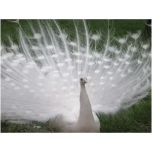 Buy_white_peacock