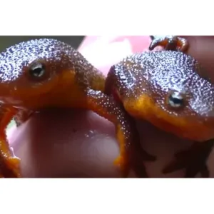 California_newt_for_sale