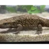 Chinese_warty_newt_for_sale