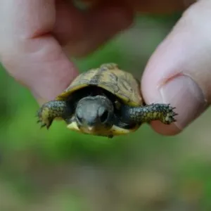 buy Coahuilan Box Turtle