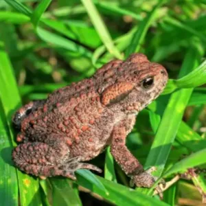 Common_toad_for_sale