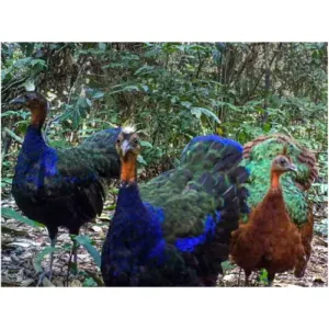 buy Congo peafowl