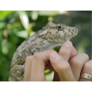 buy Cuban false chameleon