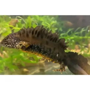 Danube_crested_newt_for_sale