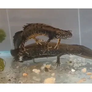 Danube_crested_newts_for_sale