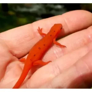 Eastern_newt_for_sale