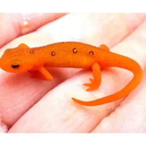 Eastern_newts_for_sale