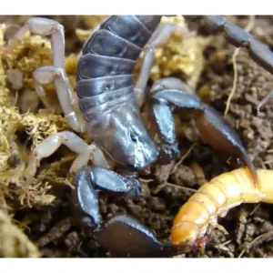 buy European yellow-tailed scorpions
