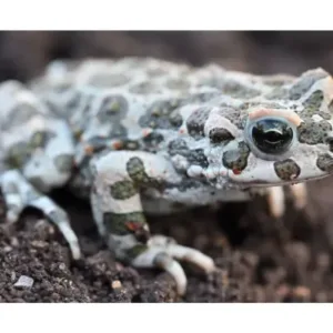 European_green_toad_for_sale