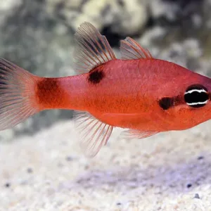 buy Flame Cardinalfish