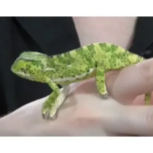 buy Flap-necked chameleon