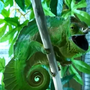 buy Four horned chameleon