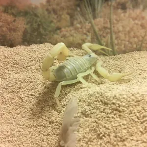 Giant desert Hairy Scorpion pet