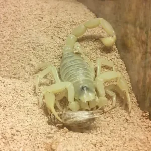 buy Giant desert Hairy Scorpions
