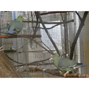 Green_pigeon_for_sale