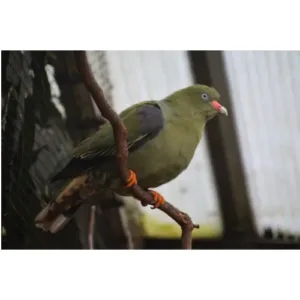 Green_pigeon_for_sale_female