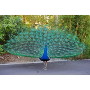 buy Indian blue peacock