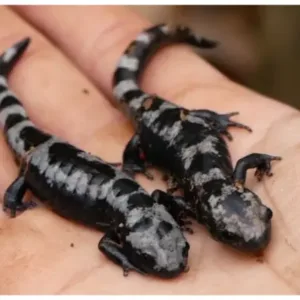 Marbled_salamanders_for_sale