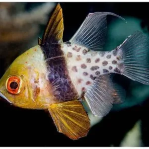 buy Pajama Cardinalfish