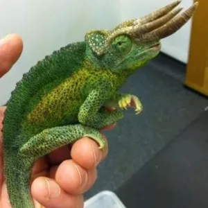 buy Rainbow Jacksons Chameleon