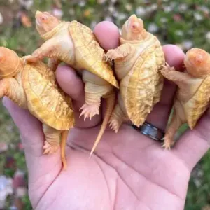 buy albino snapping turtle