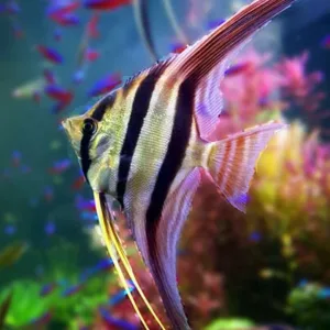 buy altum angelfish