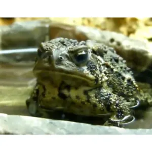 american_toad_for_sale