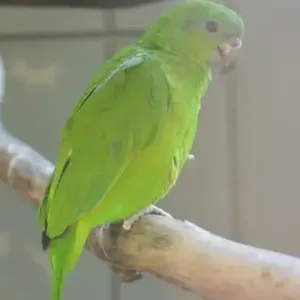 buy black billed amazon parrot