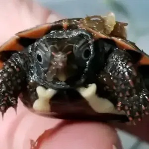 buy black breasted leaf turtle