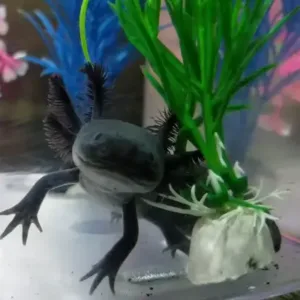 buy black axolotl