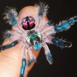 buy brazilian jewel tarantula