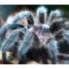 buy brazilian pink bloom tarantulas