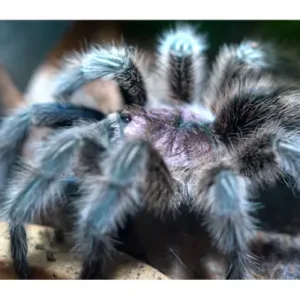 buy brazilian pink bloom tarantulas