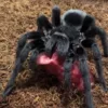 buy brazilian black tarantulas