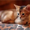 buy_abyssinian_cat