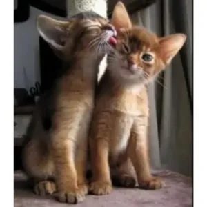 buy_abyssinian_cats