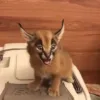 buy_caracal_cat