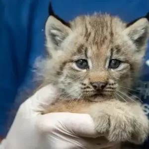 buy canadian lynx cat